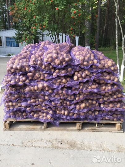 Картофель оптом г.Тюмень