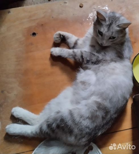 Котенок в дар бесплатно