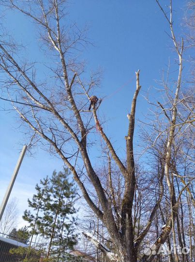 Спилить дерево спил деревьев Туношна