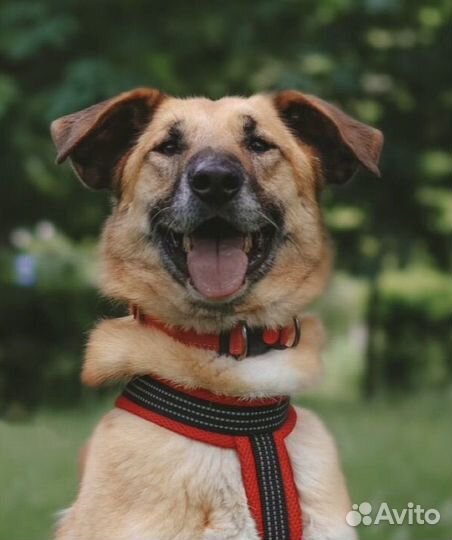 Собака в добрые руки