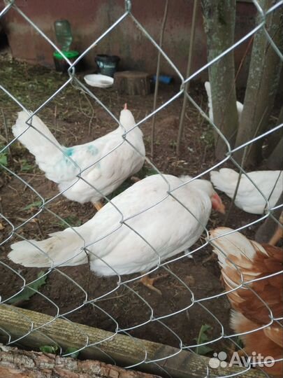 Куры несушки