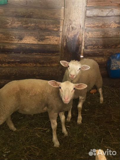 Ярки и баранчик