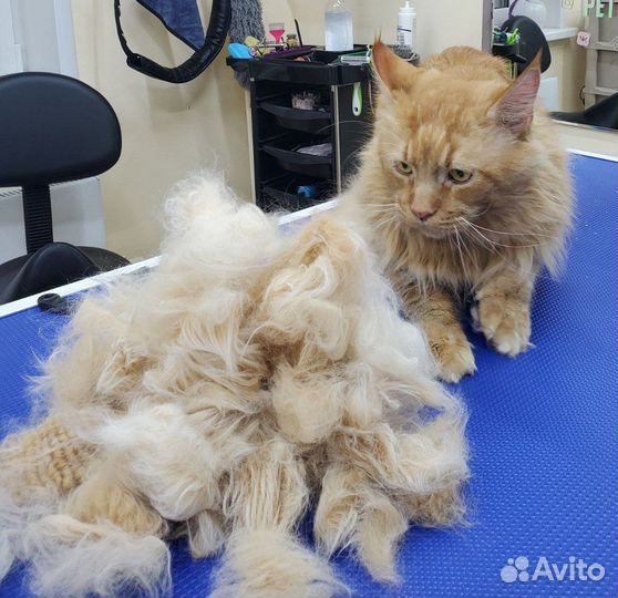 Зоосалон, грумер, стрижка кошек и собак, груминг