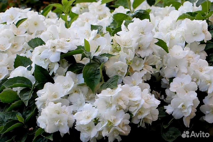 Саженцы Жасмин садовый (чубушник) в горшке доставк