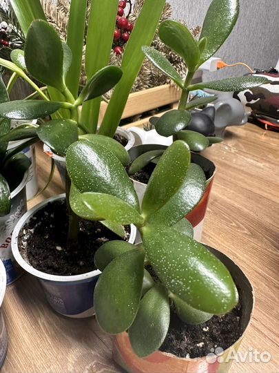 Фуксия,денежное дерево