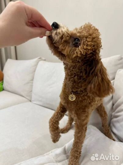 Адресники для кошек