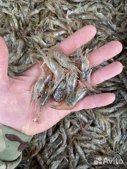 Азовская креветка опт