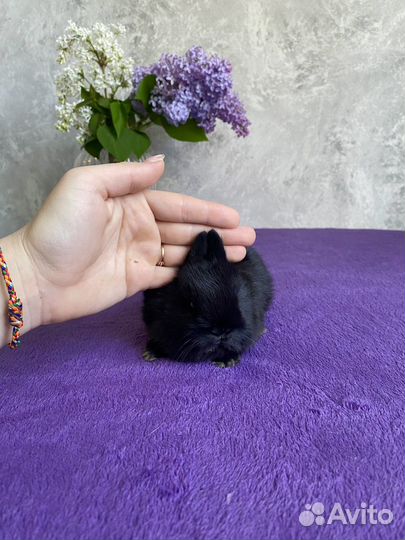 Мини декоративный кролик