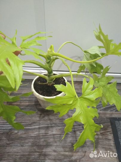 Цветы:Филодендрон Розовая принц,Ксанаду,Селло Голд