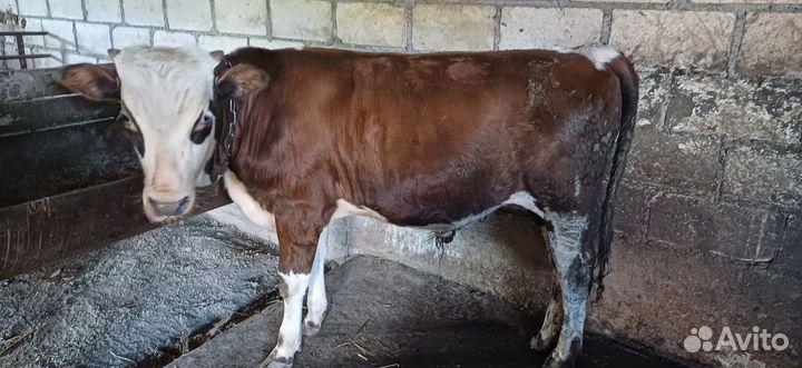 Телята бычки