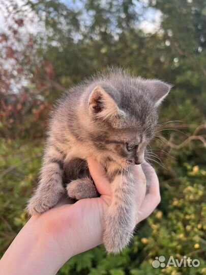 Котята в добрые руки бесплатно