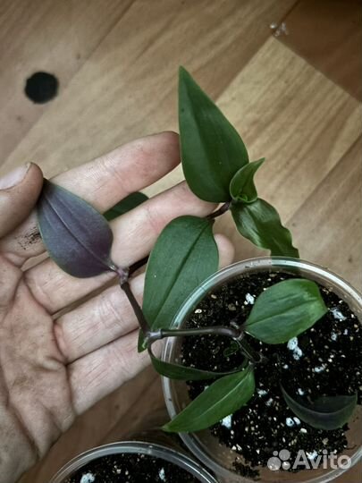 Комнатные растения цветы бесплатно