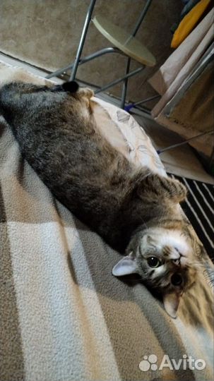 Отдам в добрые руки