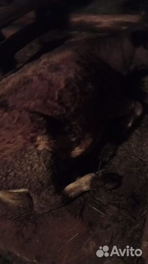 Тёлка глубоко стельная