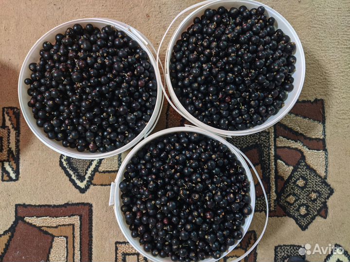 Ягоды чёрной смородины