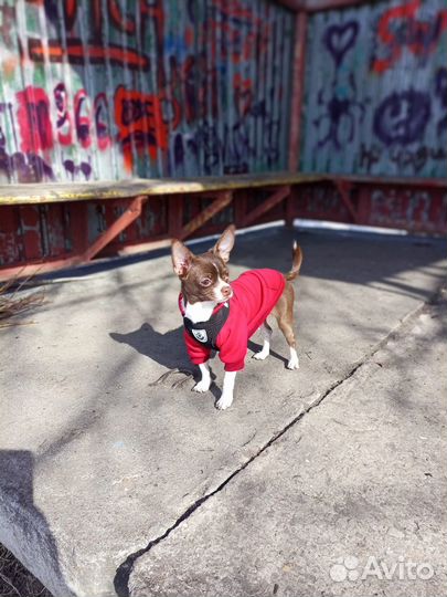 Случка чихуахуа