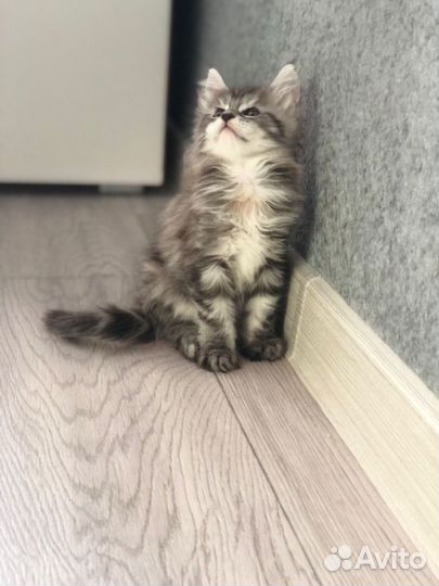 Котята мейн-кун