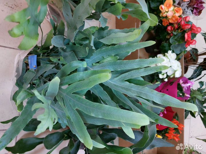 Комнатные растения