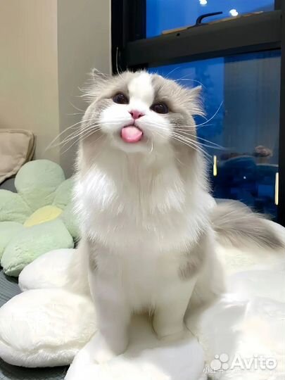 Рисую котов собак