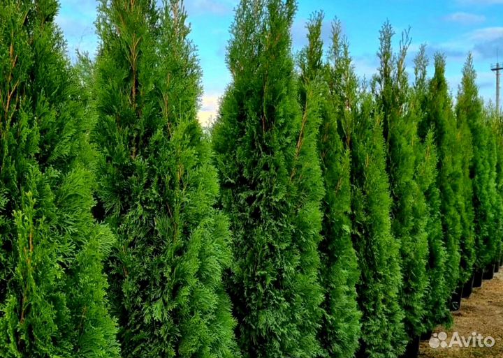 Туя брабант черенки оптом