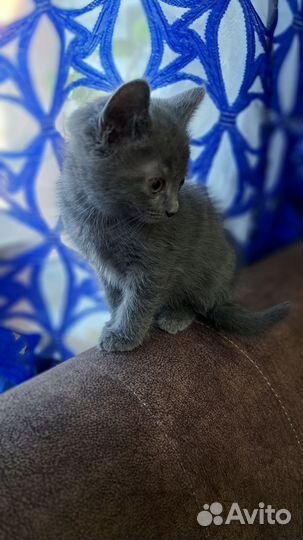 Котята