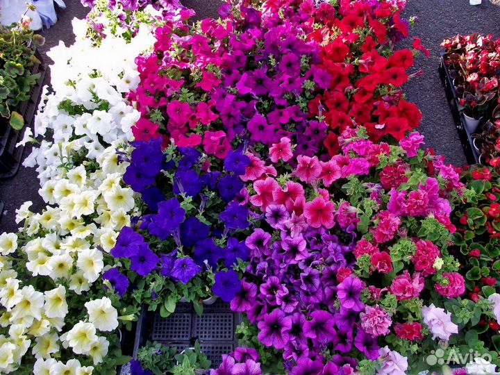 Рассада однолетних цветов