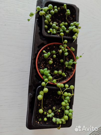 Крестовник роули