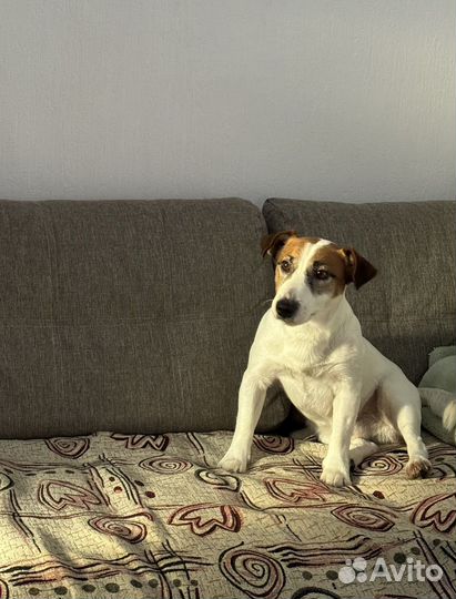 Джек рассел терьер