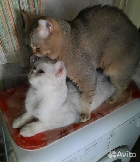Кот на вязку