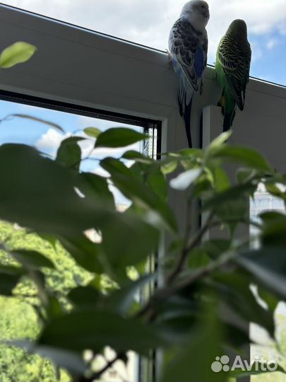 Волнистые попугаи с клеткой