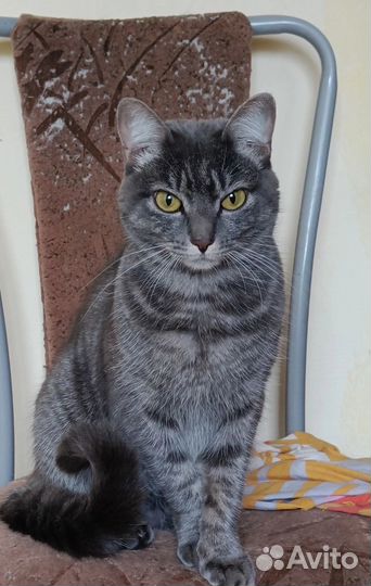 Кошка