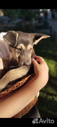 Щеночек- звоночек