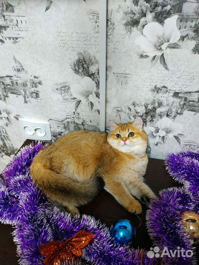 Элитные клубные британцы золотая шиншилла подарок