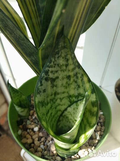 Сансевиерия Futura var