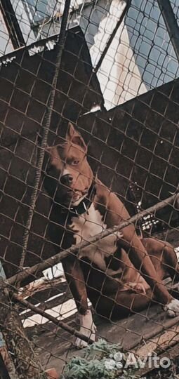 Стерилизация кошек, кастрация, купирование ушей