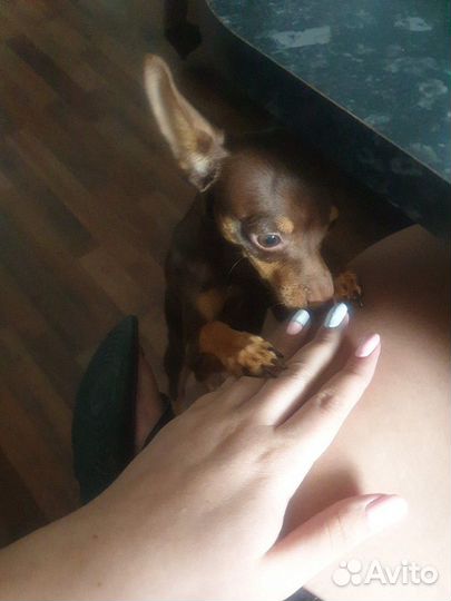 Передержка мелких собак