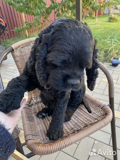 Ищем подружку