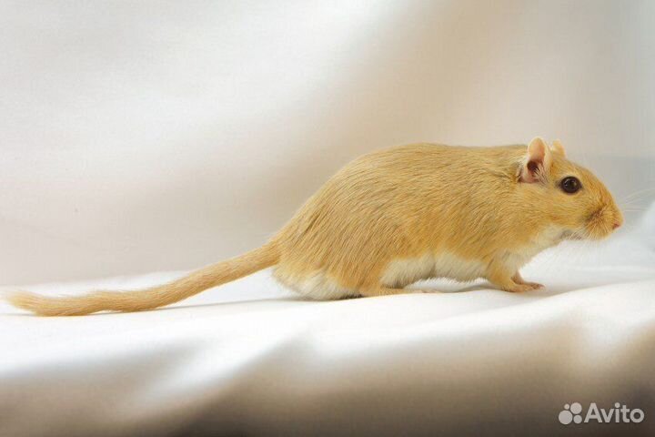 Монгольские песчанки, самки