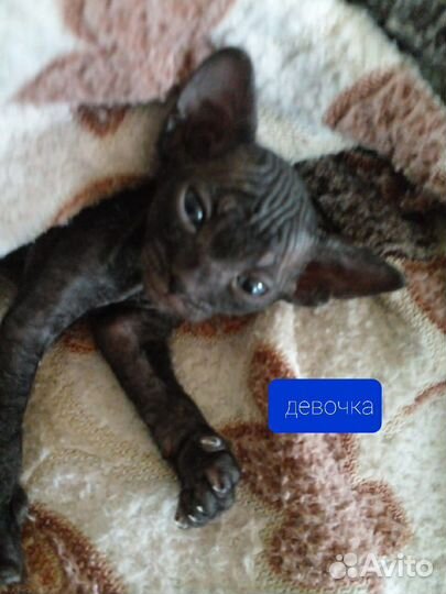 Канадский сфинкс котенок