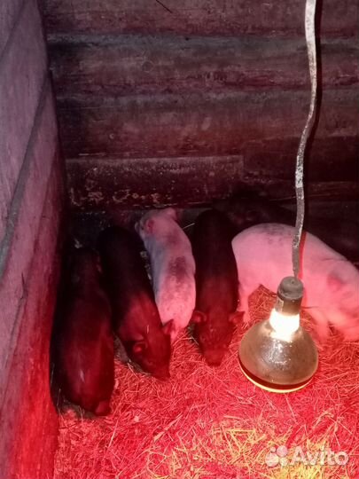 Вьетнамские поросята