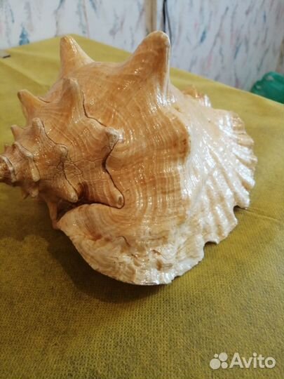 Ракушка рапан гигант + 2 малые