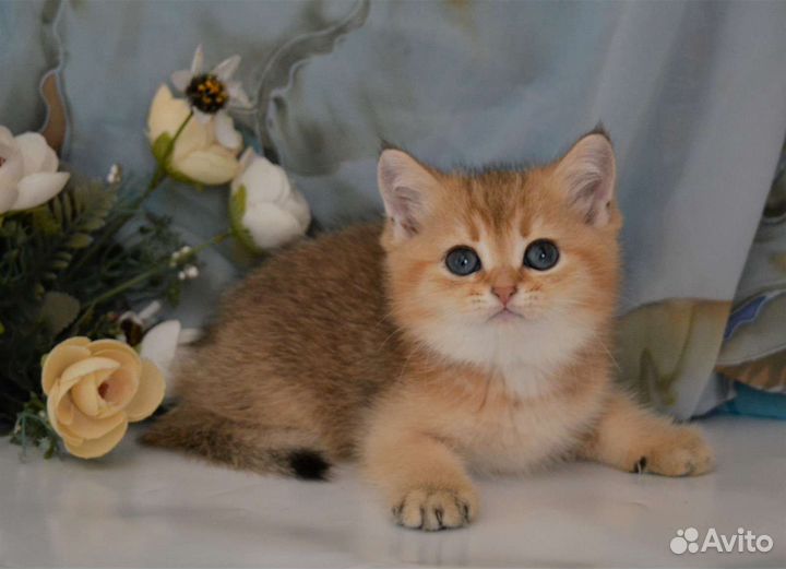 Британский котёнок