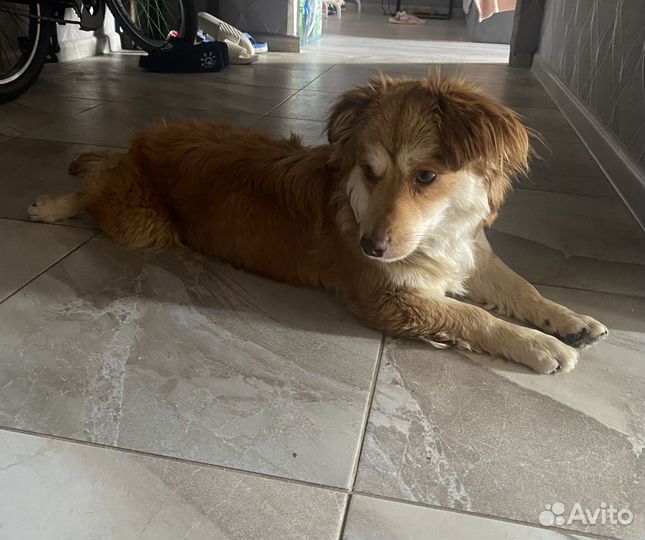 Собака Ищет дом