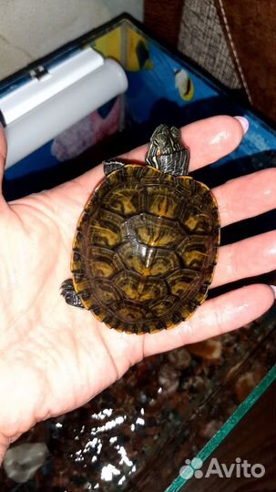 Продаются черепашки