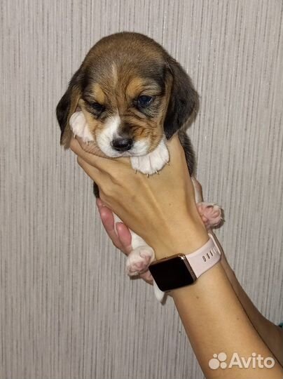 Щенки бигль