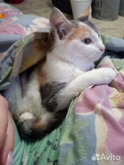 Кошечка Сисиль ищет дом