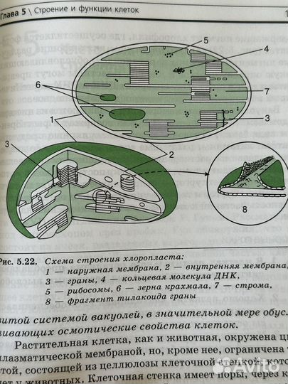 Биология 10 класс профильный уровень