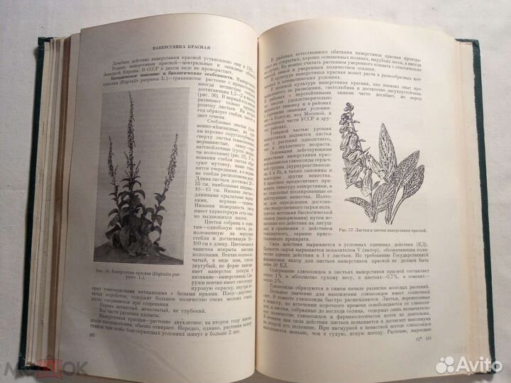 Культура (выращивание) лекарственных растений 1952