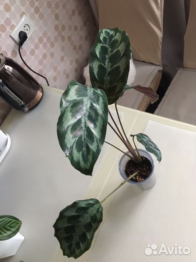 Калатея Хелен кеннеди