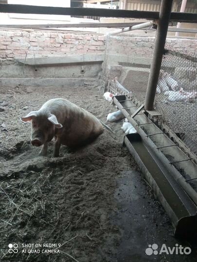 Поросята ландрас